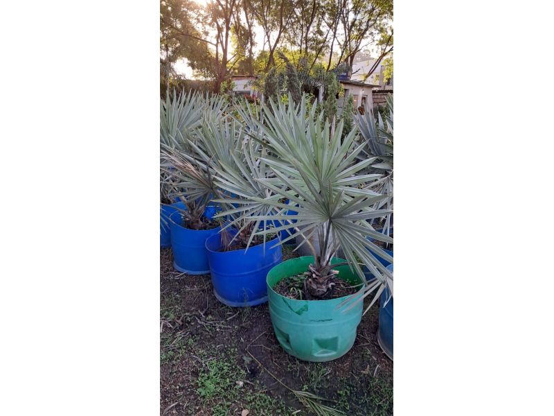 Horto Jolu - Campo Grande - RJ
