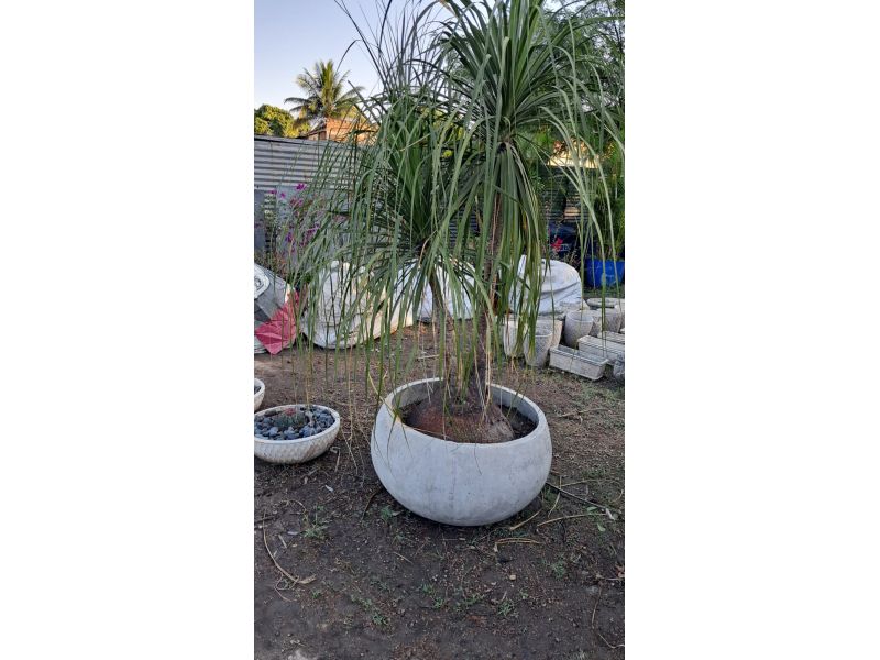 Horto Jolu - Campo Grande - RJ