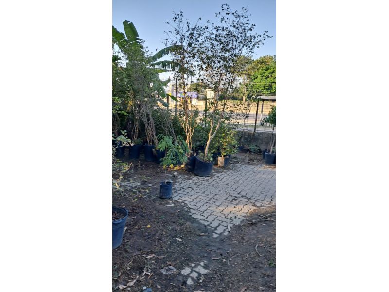 Horto Jolu - Campo Grande - RJ