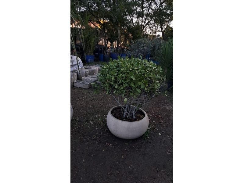 Horto Jolu - Campo Grande - RJ