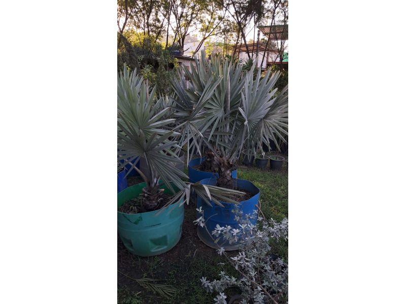 Horto Jolu - Campo Grande - RJ