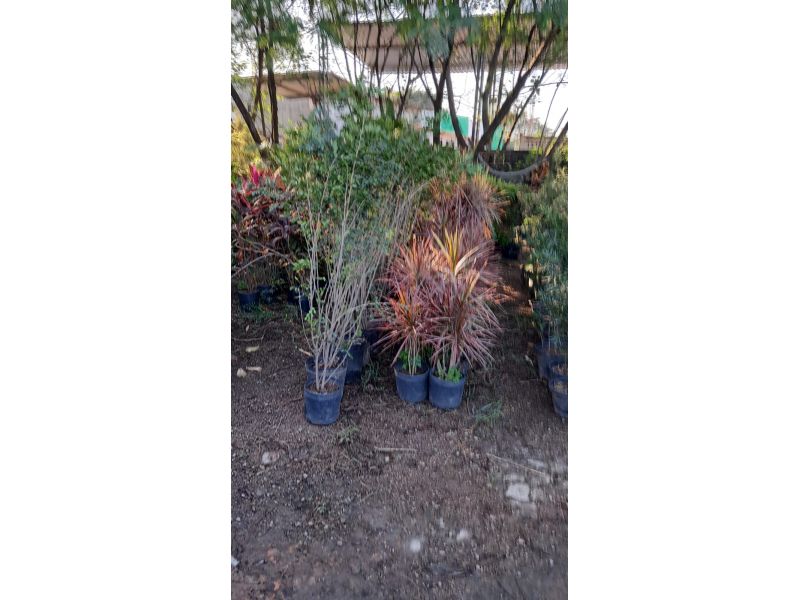 Horto Jolu - Campo Grande - RJ