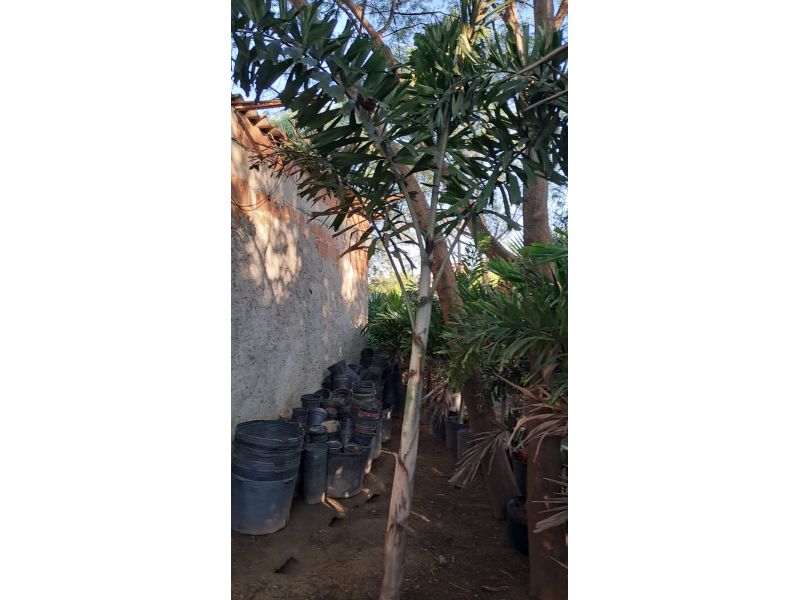 Horto Jolu - Campo Grande - RJ
